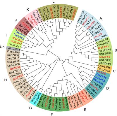 Genome-wide identification and characterization of the bZIP gene family and their function in starch accumulation in Chinese chestnut (Castanea mollissima Blume)